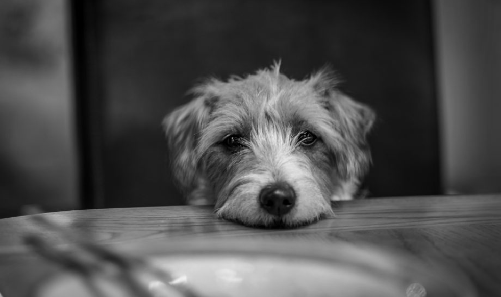 Dhobi ka Kutta